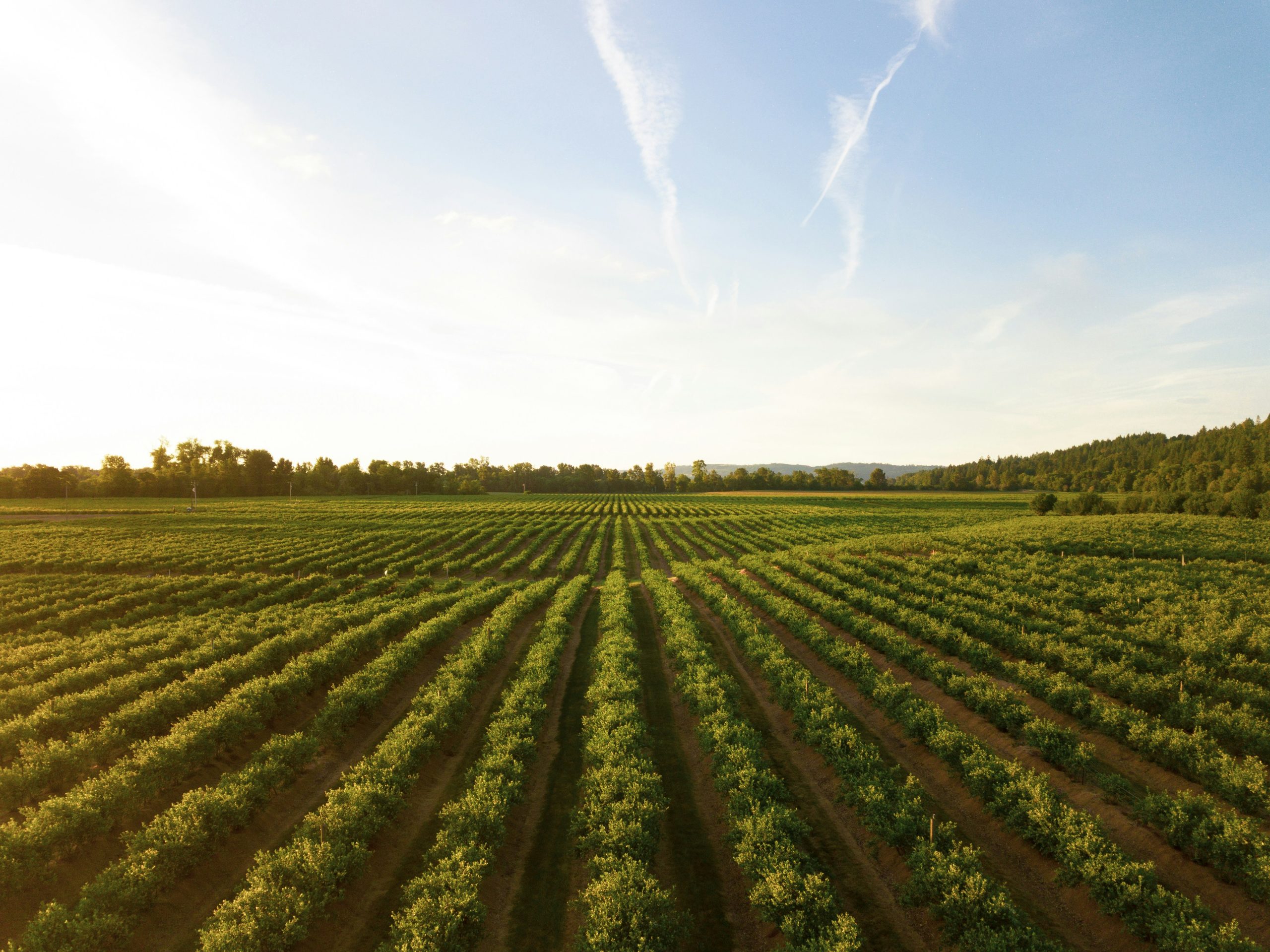 Agriculture – a new dawn emerging? – Tim Jones