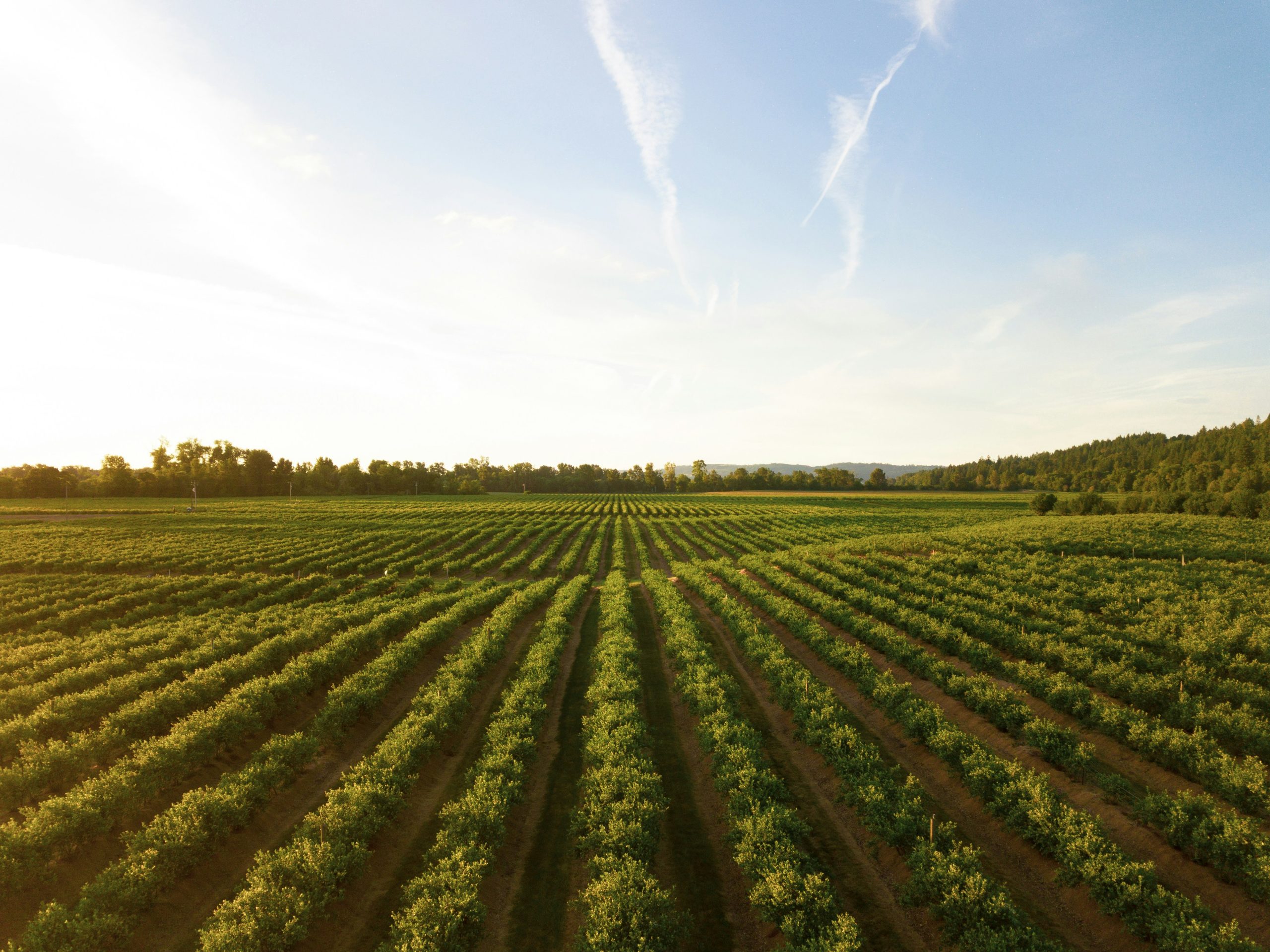 Agriculture – a new dawn emerging? – by Tim Jones
